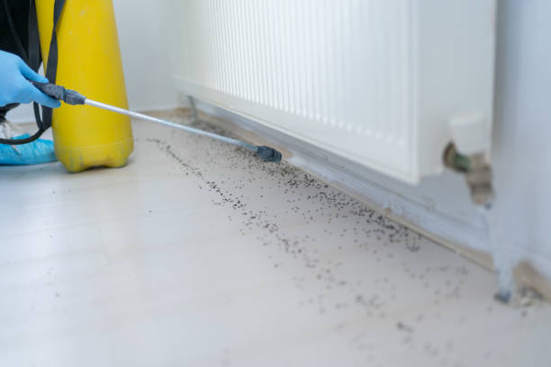 Best Rat Extermination Near Me  in Holly Springs, NC